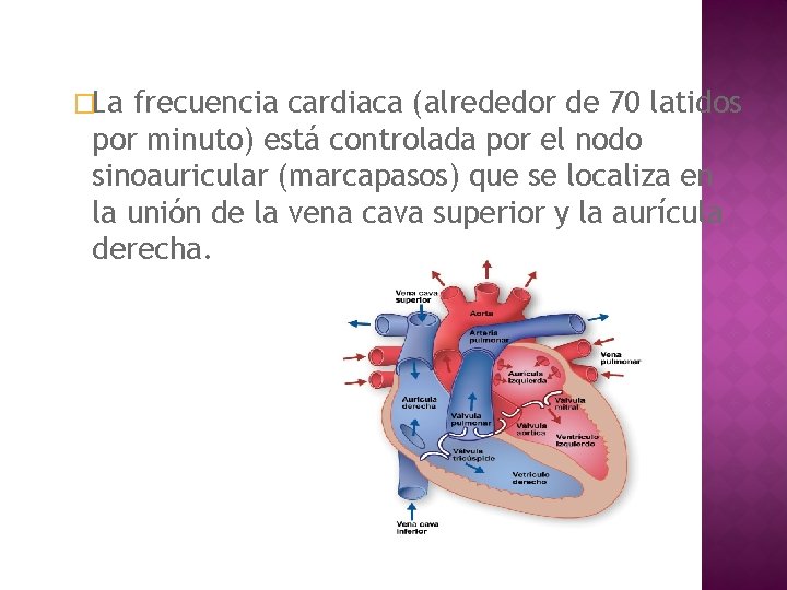 �La frecuencia cardiaca (alrededor de 70 latidos por minuto) está controlada por el nodo