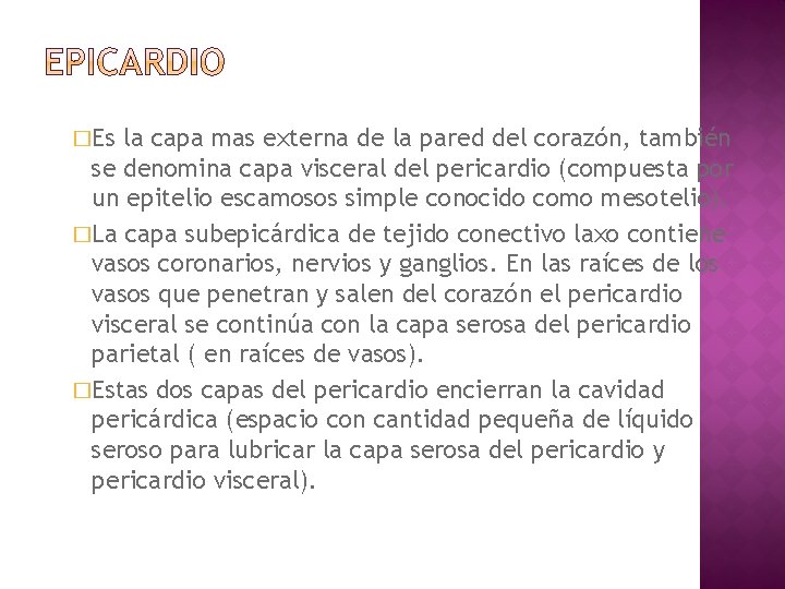 �Es la capa mas externa de la pared del corazón, también se denomina capa