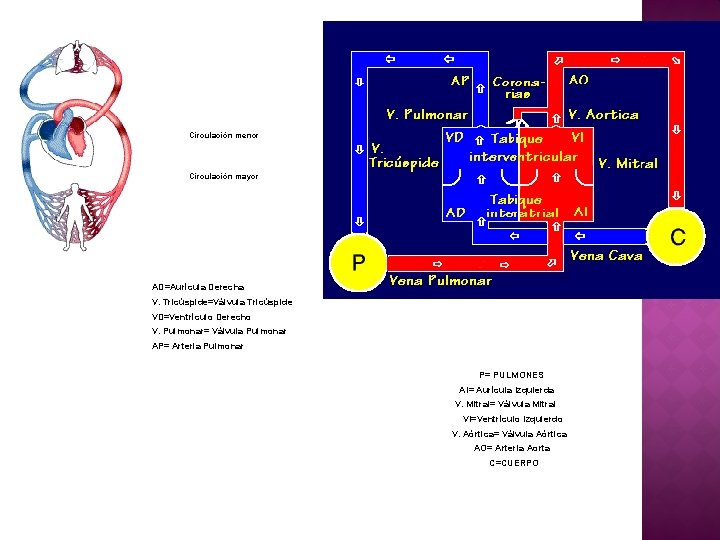 Circulación menor Circulación mayor AD=Aurícula Derecha V. Tricúspide=Válvula Tricúspide VD=Ventrículo Derecho V. Pulmonar= Válvula