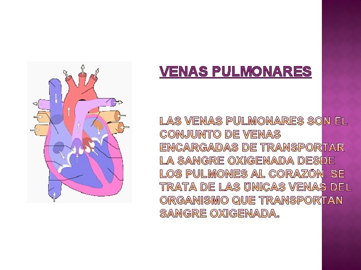 VENAS PULMONARES 