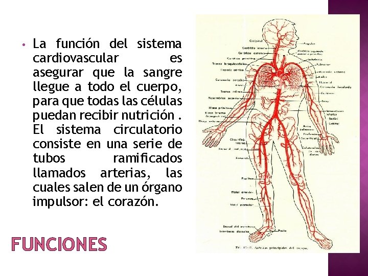  • La función del sistema cardiovascular es asegurar que la sangre llegue a