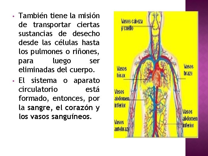  • • También tiene la misión de transportar ciertas sustancias de desecho desde