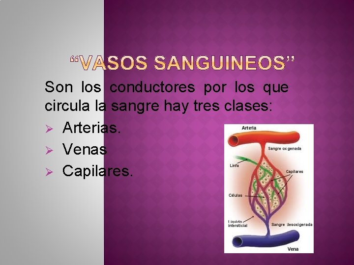 Son los conductores por los que circula la sangre hay tres clases: Ø Arterias.