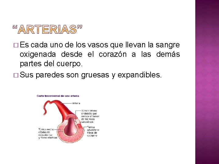 � Es cada uno de los vasos que llevan la sangre oxigenada desde el