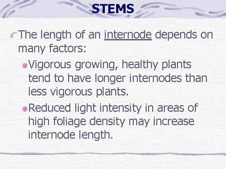 STEMS The length of an internode depends on many factors: Vigorous growing, healthy plants STEMS The length of an internode depends on many factors: Vigorous growing, healthy plants