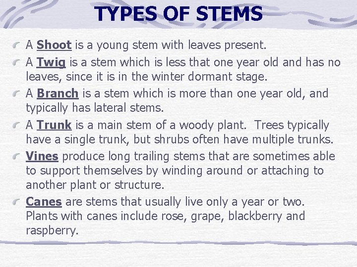 TYPES OF STEMS A Shoot is a young stem with leaves present. A Twig TYPES OF STEMS A Shoot is a young stem with leaves present. A Twig