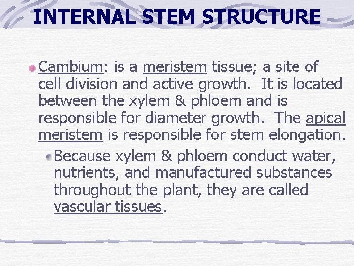 INTERNAL STEM STRUCTURE Cambium: is a meristem tissue; a site of cell division and INTERNAL STEM STRUCTURE Cambium: is a meristem tissue; a site of cell division and