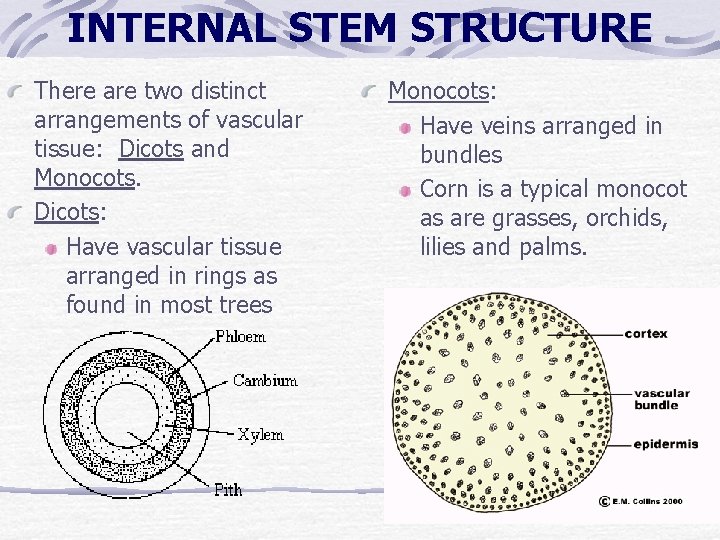 INTERNAL STEM STRUCTURE There are two distinct arrangements of vascular tissue: Dicots and Monocots. INTERNAL STEM STRUCTURE There are two distinct arrangements of vascular tissue: Dicots and Monocots.