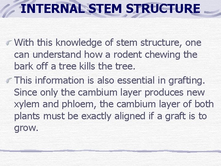 INTERNAL STEM STRUCTURE With this knowledge of stem structure, one can understand how a INTERNAL STEM STRUCTURE With this knowledge of stem structure, one can understand how a