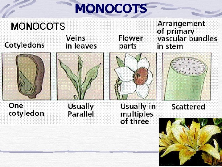MONOCOTS MONOCOTS