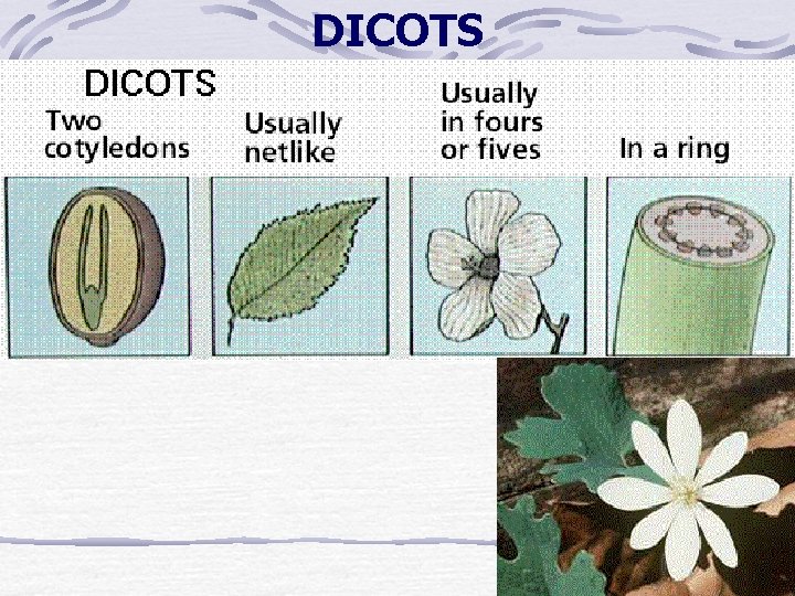 DICOTS DICOTS