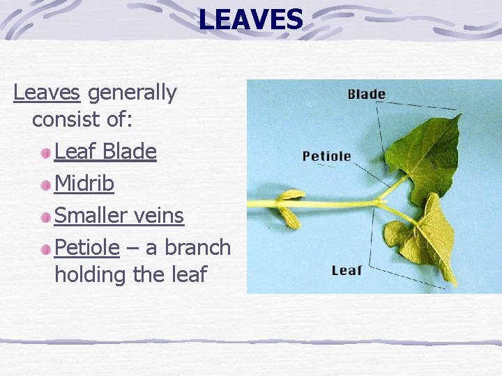 LEAVES Leaves generally consist of: Leaf Blade Midrib Smaller veins Petiole – a branch LEAVES Leaves generally consist of: Leaf Blade Midrib Smaller veins Petiole – a branch