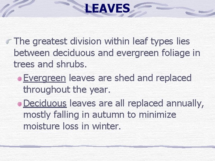 LEAVES The greatest division within leaf types lies between deciduous and evergreen foliage in LEAVES The greatest division within leaf types lies between deciduous and evergreen foliage in
