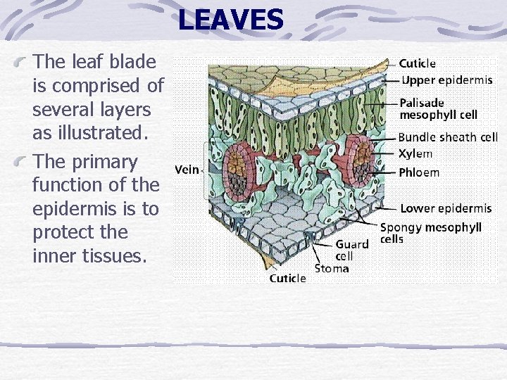 LEAVES The leaf blade is comprised of several layers as illustrated. The primary function LEAVES The leaf blade is comprised of several layers as illustrated. The primary function