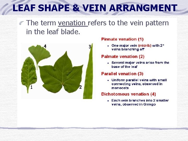 LEAF SHAPE & VEIN ARRANGMENT The term venation refers to the vein pattern in LEAF SHAPE & VEIN ARRANGMENT The term venation refers to the vein pattern in