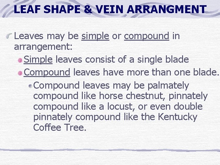 LEAF SHAPE & VEIN ARRANGMENT Leaves may be simple or compound in arrangement: Simple LEAF SHAPE & VEIN ARRANGMENT Leaves may be simple or compound in arrangement: Simple