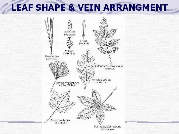 LEAF SHAPE & VEIN ARRANGMENT LEAF SHAPE & VEIN ARRANGMENT