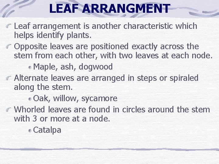 LEAF ARRANGMENT Leaf arrangement is another characteristic which helps identify plants. Opposite leaves are LEAF ARRANGMENT Leaf arrangement is another characteristic which helps identify plants. Opposite leaves are