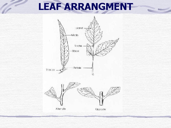 LEAF ARRANGMENT LEAF ARRANGMENT