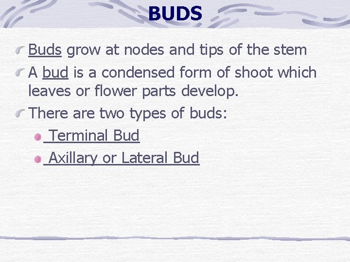BUDS Buds grow at nodes and tips of the stem A bud is a BUDS Buds grow at nodes and tips of the stem A bud is a