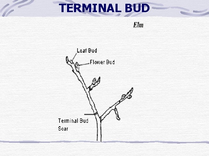 TERMINAL BUD TERMINAL BUD
