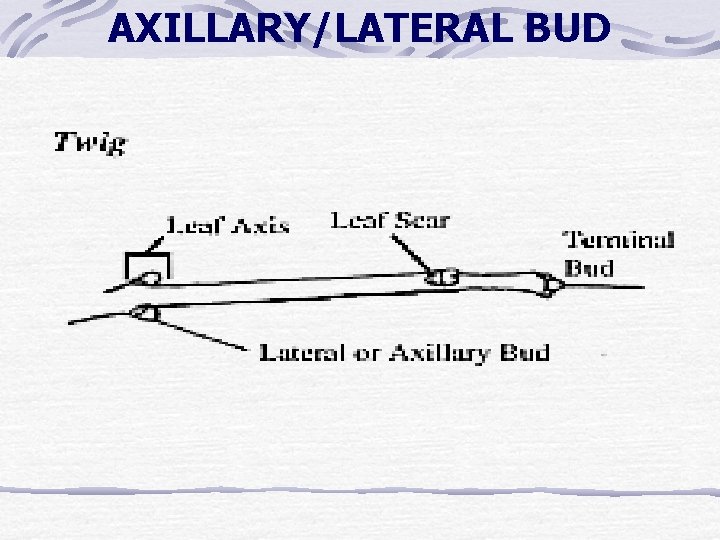AXILLARY/LATERAL BUD AXILLARY/LATERAL BUD