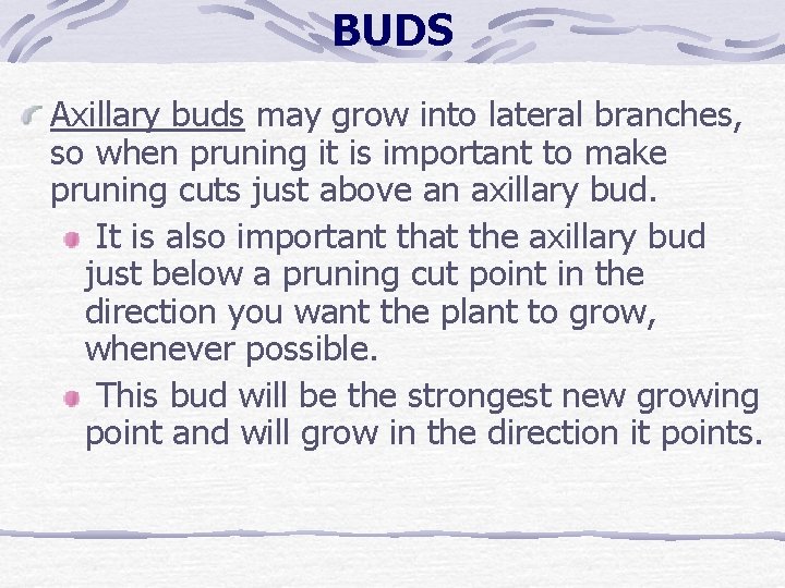 BUDS Axillary buds may grow into lateral branches, so when pruning it is important BUDS Axillary buds may grow into lateral branches, so when pruning it is important