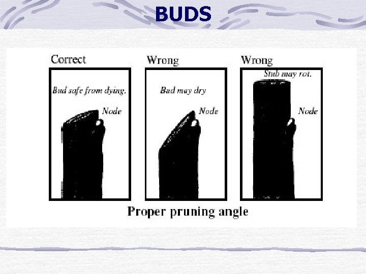 BUDS BUDS
