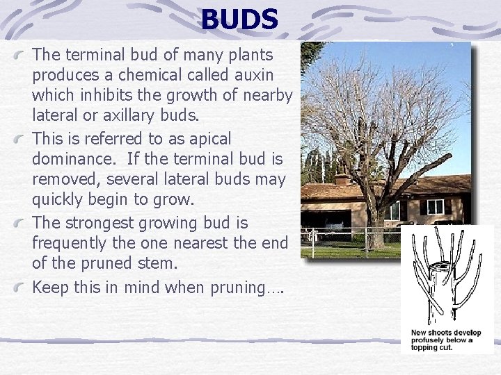 BUDS The terminal bud of many plants produces a chemical called auxin which inhibits BUDS The terminal bud of many plants produces a chemical called auxin which inhibits