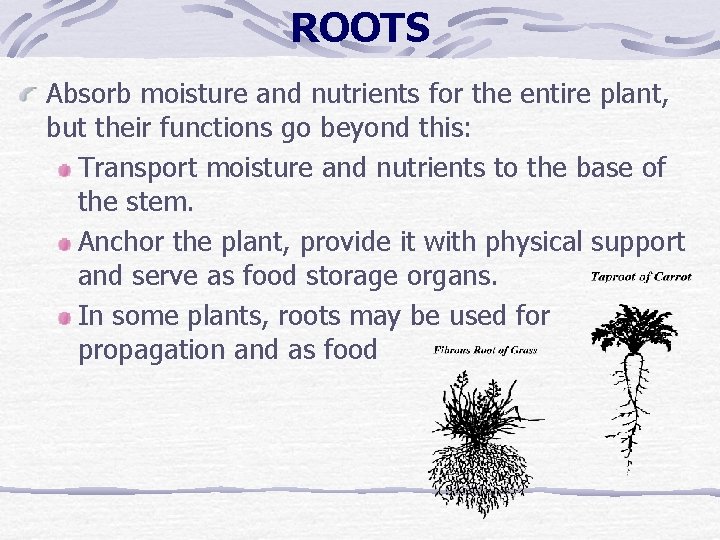 ROOTS Absorb moisture and nutrients for the entire plant, but their functions go beyond ROOTS Absorb moisture and nutrients for the entire plant, but their functions go beyond