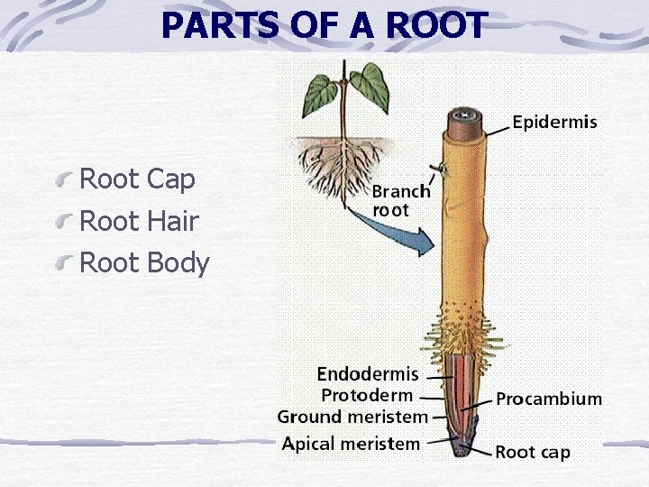 PARTS OF A ROOT Root Cap Root Hair Root Body PARTS OF A ROOT Root Cap Root Hair Root Body