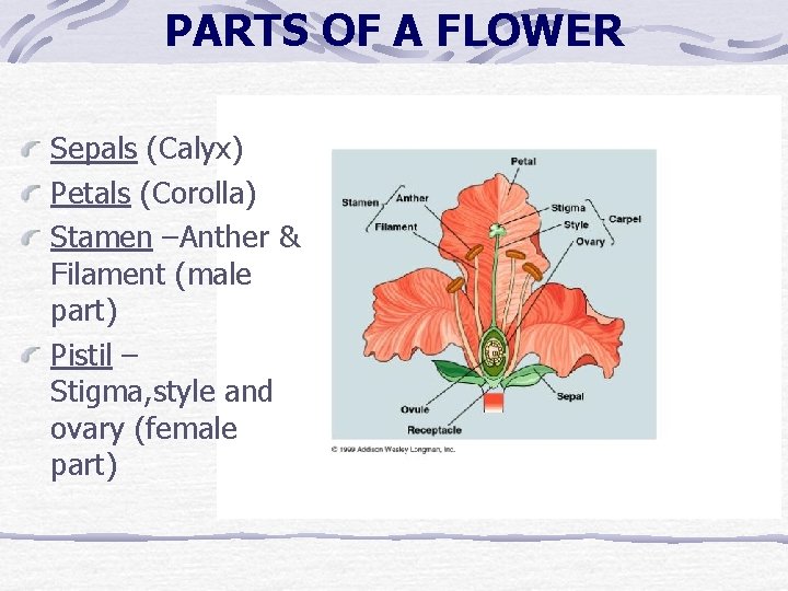 PARTS OF A FLOWER Sepals (Calyx) Petals (Corolla) Stamen –Anther & Filament (male part) PARTS OF A FLOWER Sepals (Calyx) Petals (Corolla) Stamen –Anther & Filament (male part)