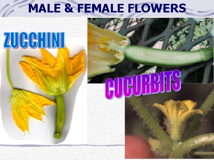 MALE & FEMALE FLOWERS MALE & FEMALE FLOWERS