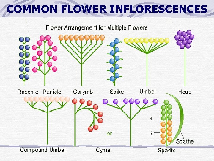 COMMON FLOWER INFLORESCENCES COMMON FLOWER INFLORESCENCES