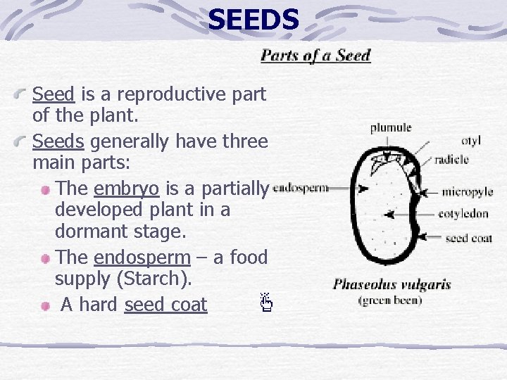 SEEDS Seed is a reproductive part of the plant. Seeds generally have three main SEEDS Seed is a reproductive part of the plant. Seeds generally have three main