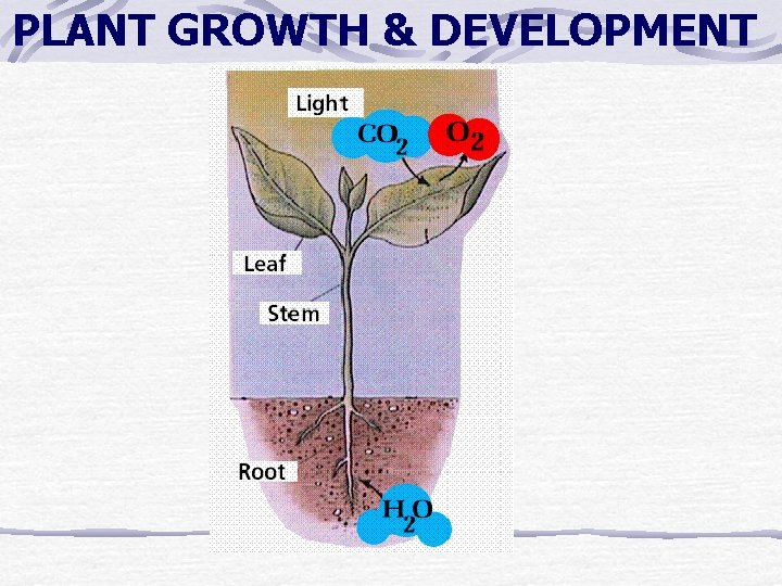 PLANT GROWTH & DEVELOPMENT PLANT GROWTH & DEVELOPMENT