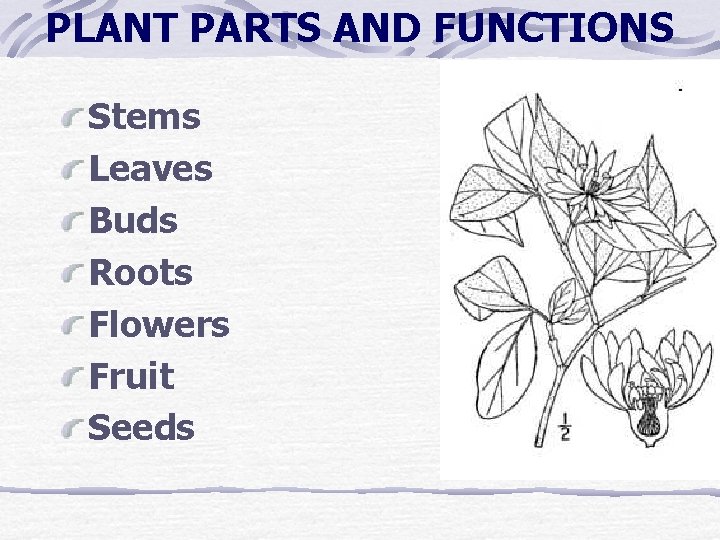 PLANT PARTS AND FUNCTIONS Stems Leaves Buds Roots Flowers Fruit Seeds PLANT PARTS AND FUNCTIONS Stems Leaves Buds Roots Flowers Fruit Seeds