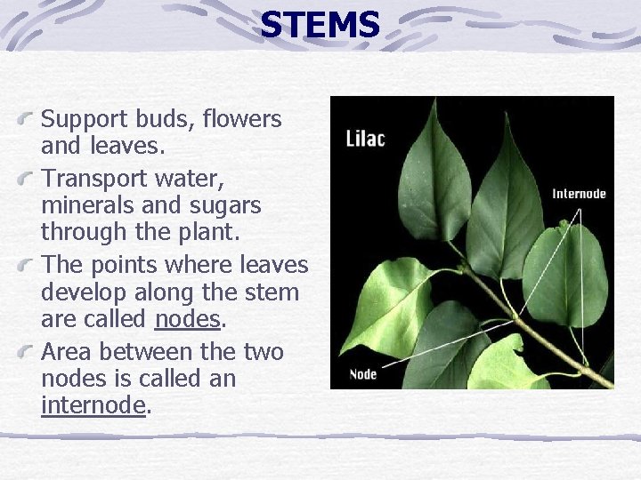 STEMS Support buds, flowers and leaves. Transport water, minerals and sugars through the plant. STEMS Support buds, flowers and leaves. Transport water, minerals and sugars through the plant.