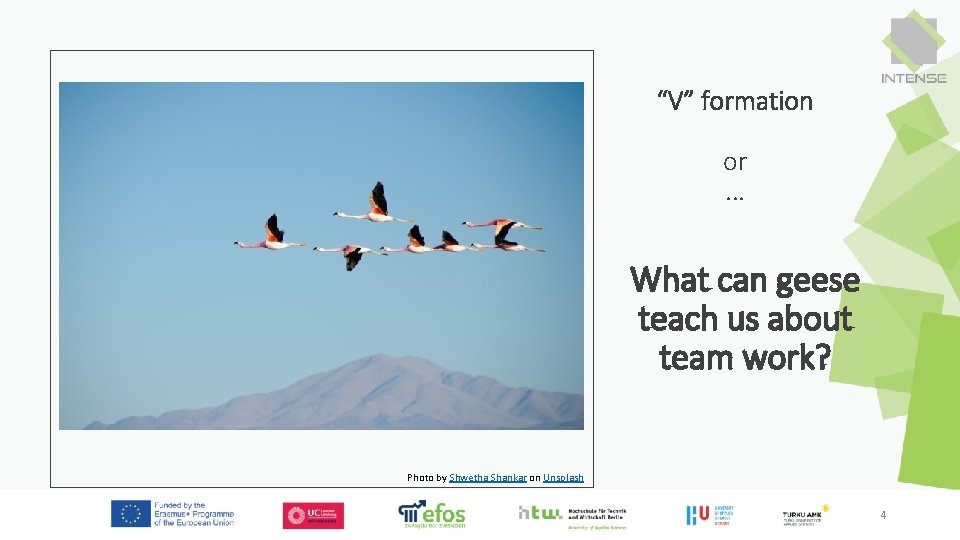 “V” formation or . . . What can geese teach us about team work?