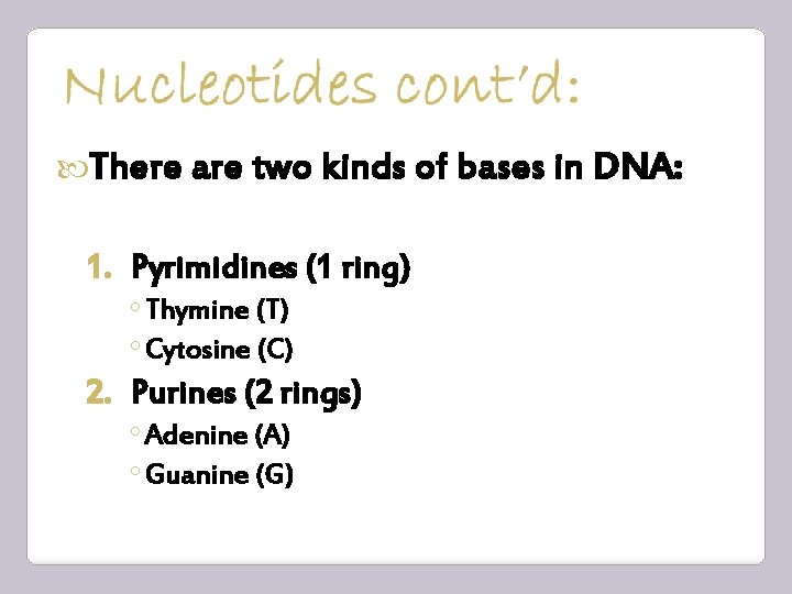  There are two kinds of bases in DNA: 1. Pyrimidines (1 ring) ◦