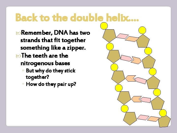 Back to the double helix…. Remember, DNA has two strands that fit together something