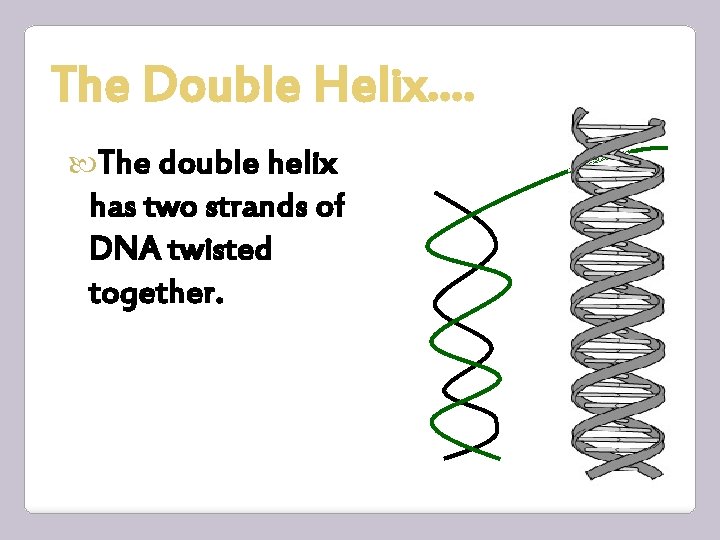 The Double Helix…. The double helix has two strands of DNA twisted together. 