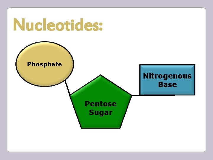 Nucleotides: Phosphate Nitrogenous Base Pentose Sugar 
