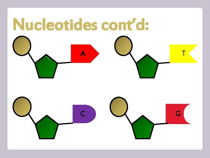 Nucleotides cont’d: A Adenine C Cytosine T Thymine G Guanine 