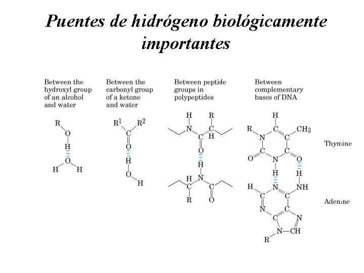 Puentes de hidrógeno biológicamente importantes 