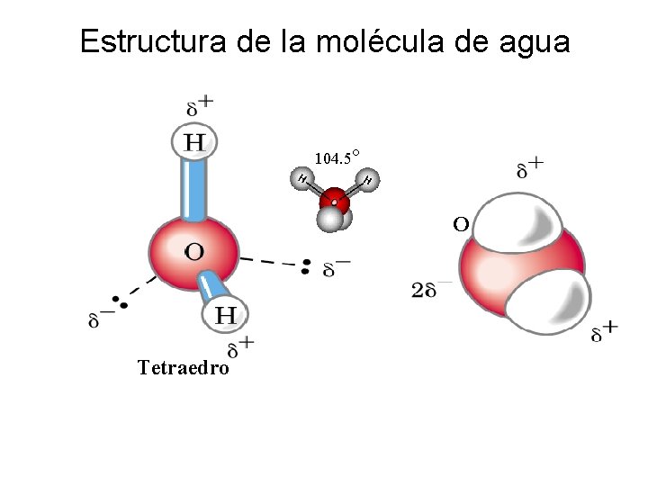 Estructura de la molécula de agua 104. 5° O Tetraedro 