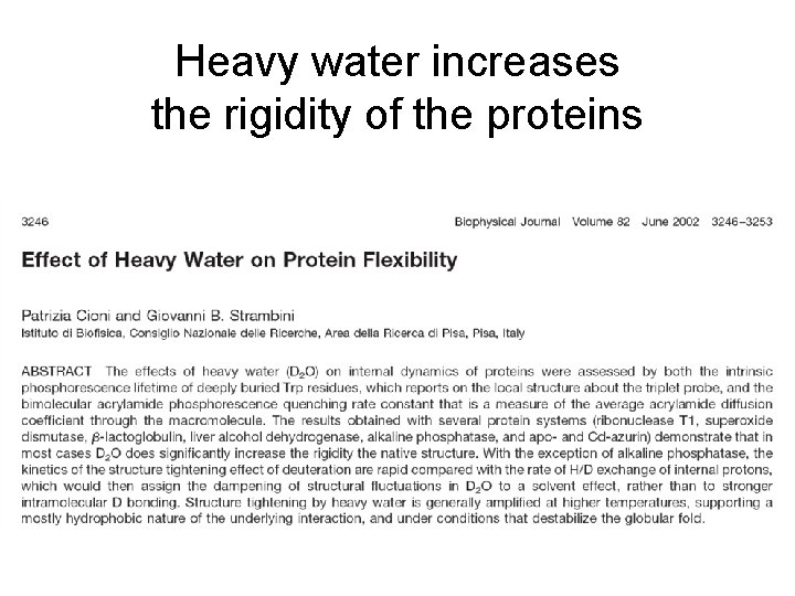 Heavy water increases the rigidity of the proteins 