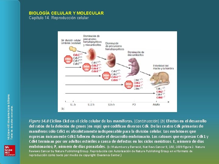 BIOLOGÍA CELULAR Y MOLECULAR Todos los derechos reservados. Mc. Graw-Hill Interamericana Editores Capítulo 14.