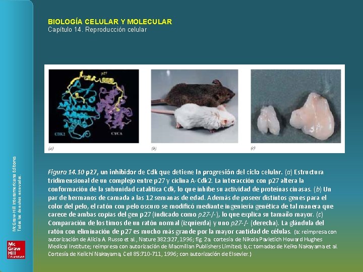 BIOLOGÍA CELULAR Y MOLECULAR Todos los derechos reservados. Mc. Graw-Hill Interamericana Editores Capítulo 14.