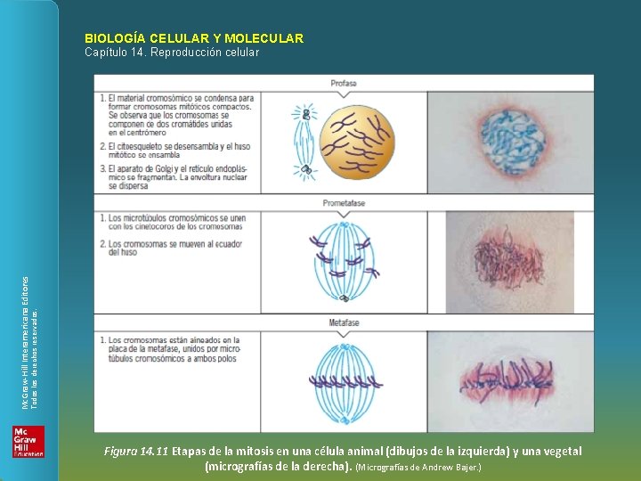 BIOLOGÍA CELULAR Y MOLECULAR Todos los derechos reservados. Mc. Graw-Hill Interamericana Editores Capítulo 14.